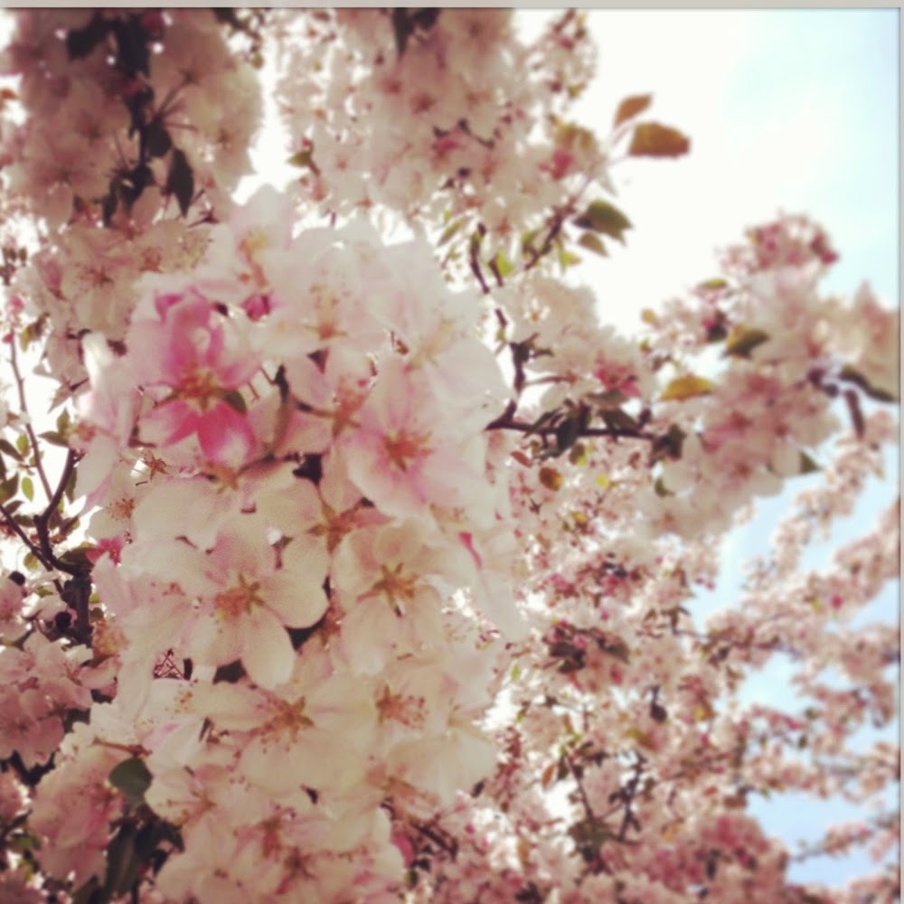 Meet your Posher, Hattie